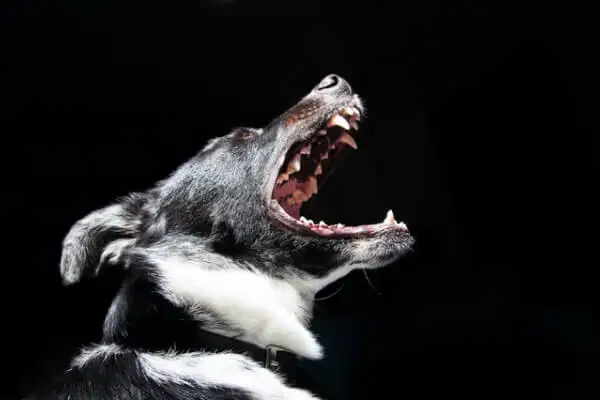 Practice Areas personal injury template dog bite img